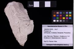 Foto (Objekt + Etiketten) von Prosopon sp. (NHMW-GEO-1990-0041-0438)